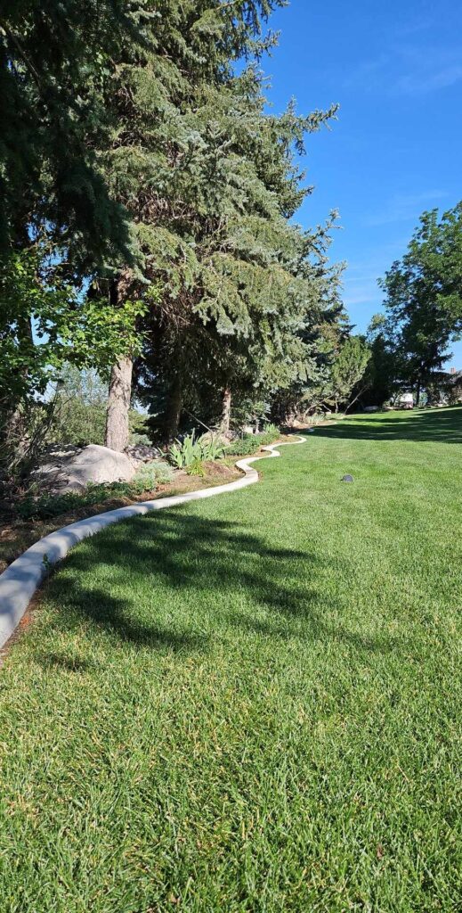 Grassy yard with curved curbing and trees running alongside